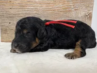 “Rose”, a female Poodle - Miniature  for sale in Calico Rock, AR – Photo 5 of 6