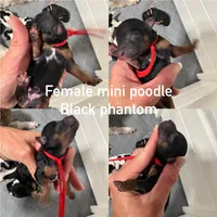 “Rose”, a female Poodle - Miniature  for sale in Calico Rock, AR – Photo 6 of 6