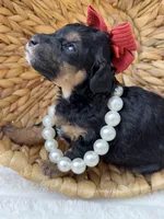 “Rose”, a female Poodle - Miniature  for sale in Calico Rock, AR – Photo 1 of 6