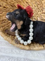 “Rose”, a female Poodle - Miniature  for sale in Calico Rock, AR – Photo 4 of 6