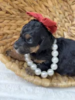 “Rose”, a female Poodle - Miniature  for sale in Calico Rock, AR – Photo 2 of 6