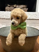 Rufus, a male Poodle - Toy  for sale in Calico Rock, AR – 2 of 4