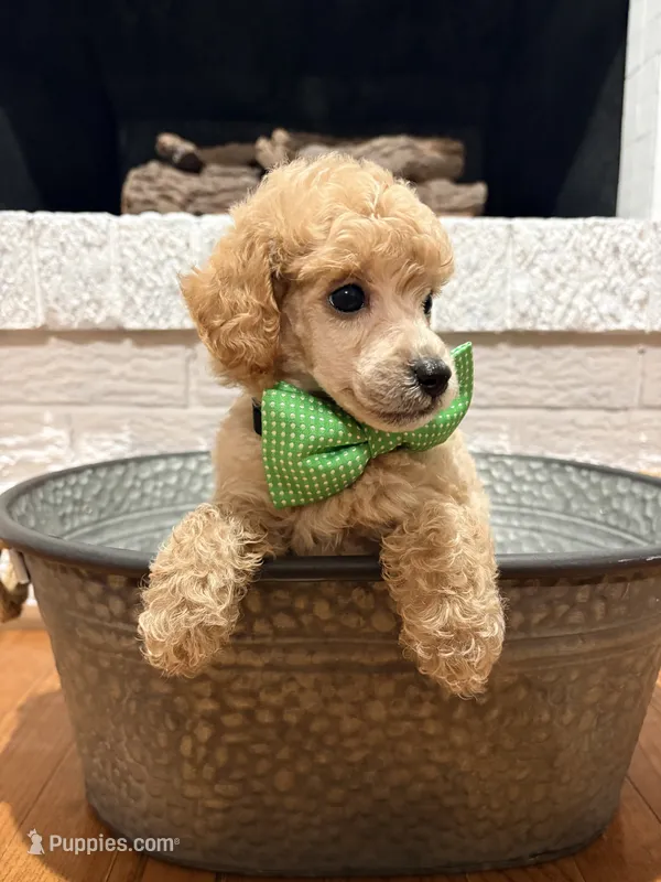 Rufus – Poodle - Toy  puppy for sale in Calico Rock, AR