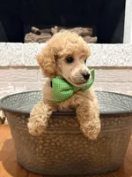 Rufus, a male Poodle - Toy  for sale in Calico Rock, AR – 1 of 4
