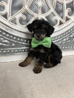 Oliver, a male Poodle - Miniature  for sale in Calico Rock, AR – 2 of 2