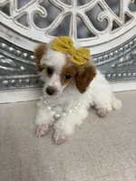 Poppy , a female Poodle - Miniature  for sale in Calico Rock, AR – 4 of 4