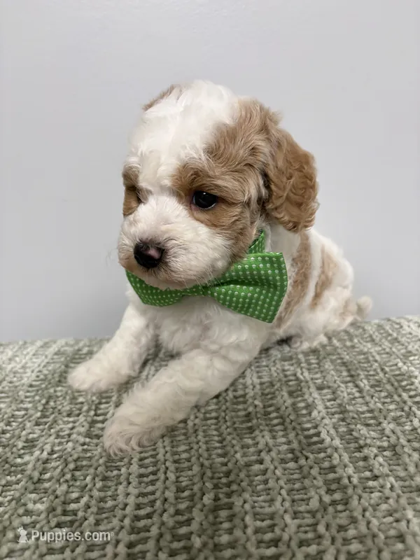 Green collar  – Miniature Goldendoodle puppy for sale in Calico Rock, AR