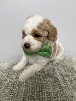 Green collar , a male Miniature Goldendoodle for sale in Calico Rock, AR – 1 of 1