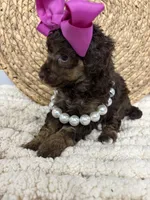 Belle , a female Poodle - Miniature  for sale in Calico Rock, AR – 1 of 1