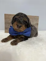 Blue collar male, a male Poodle - Miniature  for sale in Calico Rock, AR – Photo 2 of 3