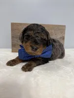 Blue collar male, a male Poodle - Miniature  for sale in Calico Rock, AR – Photo 3 of 3