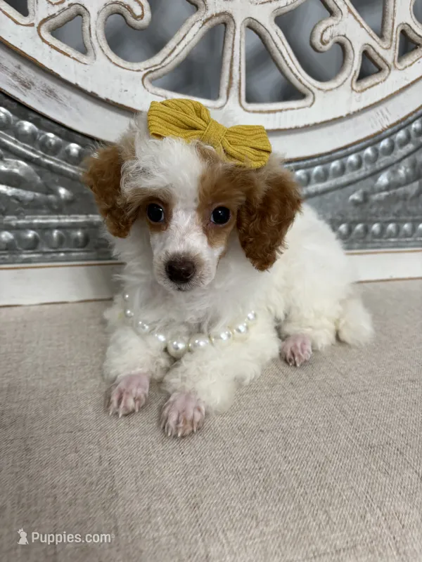 Poppy  – Poodle - Miniature  puppy for sale in Calico Rock, AR