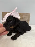 Pink collar mini, a female Poodle - Miniature  for sale in Calico Rock, AR – Photo 3 of 6