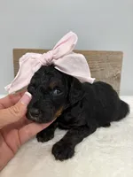 Pink collar mini, a female Poodle - Miniature  for sale in Calico Rock, AR – Photo 5 of 6