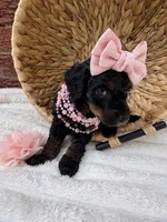 Pink collar mini, a female Poodle - Miniature  for sale in Calico Rock, AR – Photo 2 of 6