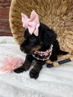 Pink collar mini, a female Poodle - Miniature  for sale in Calico Rock, AR – Photo 1 of 6