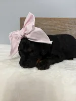 Pink collar mini, a female Poodle - Miniature  for sale in Calico Rock, AR – Photo 6 of 6