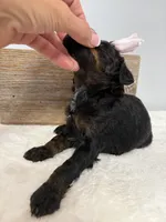 Pink collar mini, a female Poodle - Miniature  for sale in Calico Rock, AR – Photo 4 of 6