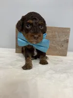 Teal mini, a male Poodle - Miniature  for sale in Calico Rock, AR – Photo 3 of 3