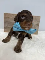Teal mini, a male Poodle - Miniature  for sale in Calico Rock, AR – Photo 2 of 3