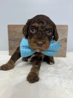 Teal mini, a male Poodle - Miniature  for sale in Calico Rock, AR – Photo 1 of 3