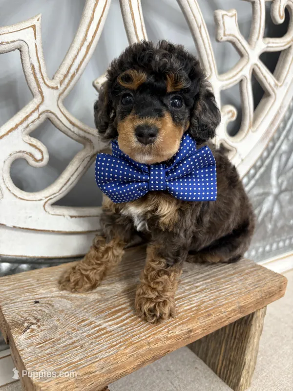 Blue collar  – Poodle - Miniature  puppy for sale in Calico Rock, AR