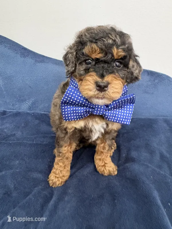 Blue collar  – Poodle - Miniature  puppy for sale in Calico Rock, AR