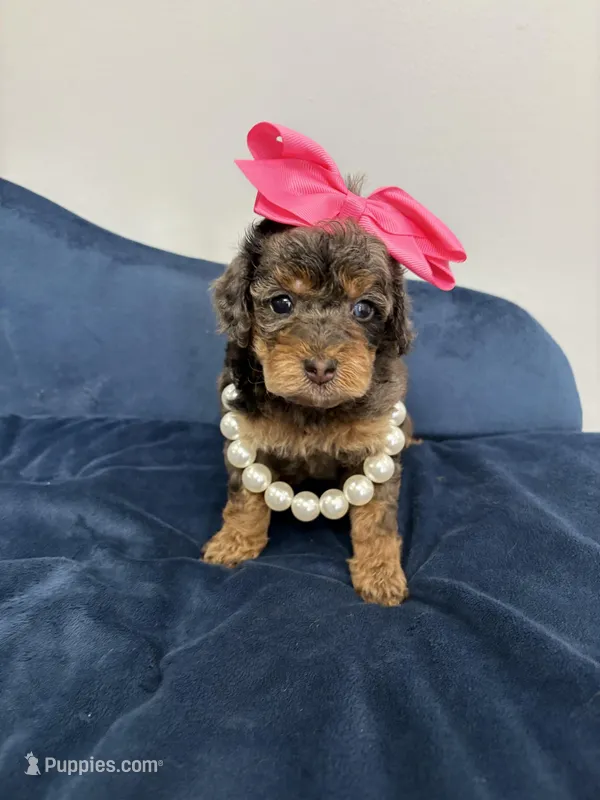 Pink collar – Poodle - Miniature  puppy for sale in Calico Rock, AR