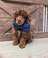 Blue collar Merle , a male Poodle - Miniature  for sale in Calico Rock, AR – 2 of 2