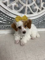 Poppy , a female Poodle - Miniature  for sale in Calico Rock, AR – 3 of 4