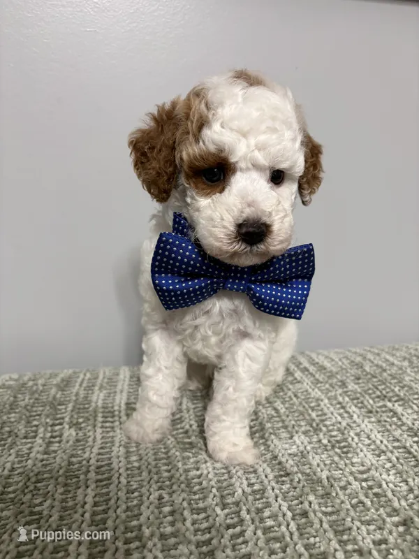 Blue collar  – Miniature Goldendoodle puppy for sale in Calico Rock, AR