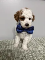 Blue collar , a male Miniature Goldendoodle for sale in Calico Rock, AR – 1 of 1