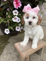 Pink collar , a female Miniature Goldendoodle for sale in Calico Rock, AR – 2 of 5