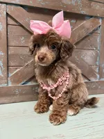 Pink collar brown Merle , a female Poodle - Miniature  for sale in Calico Rock, AR – 2 of 2