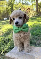 Rufus, a male Poodle - Toy  for sale in Calico Rock, AR – 3 of 4