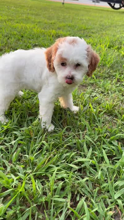 Pink collar , a female Miniature Goldendoodle for sale in Calico Rock, AR – 5 of 5