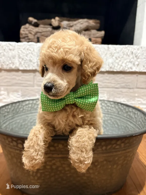 Rufus – Poodle - Toy  puppy for sale in Calico Rock, AR