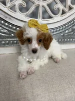 Poppy , a female Poodle - Miniature  for sale in Calico Rock, AR – 2 of 4