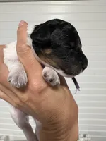 “Lily”, a female Poodle - Miniature  for sale in Calico Rock, AR – Photo 2 of 3