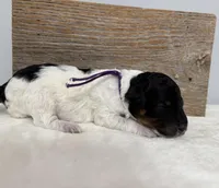 “Lily”, a female Poodle - Miniature  for sale in Calico Rock, AR – Photo 3 of 3