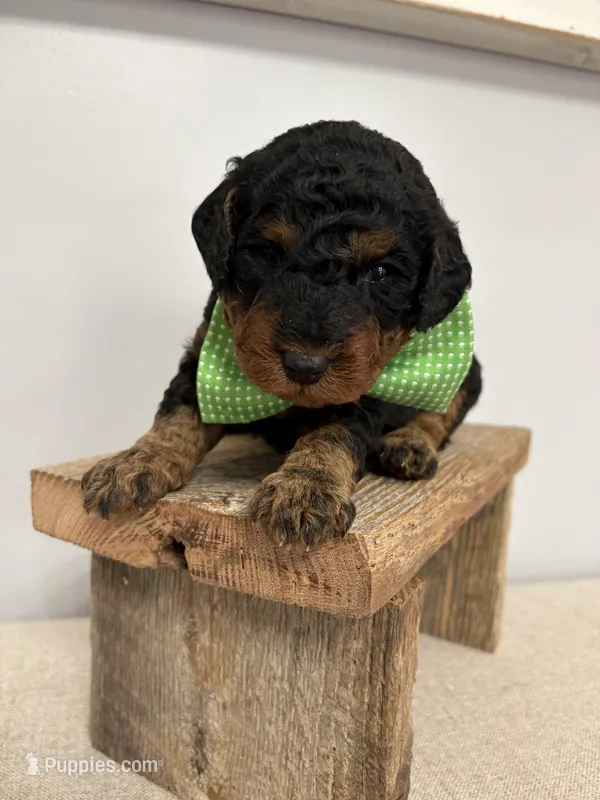 Green collar  – Poodle - Miniature  puppy for sale in Calico Rock, AR