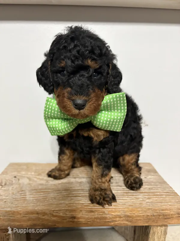 Green collar  – Poodle - Miniature  puppy for sale in Calico Rock, AR