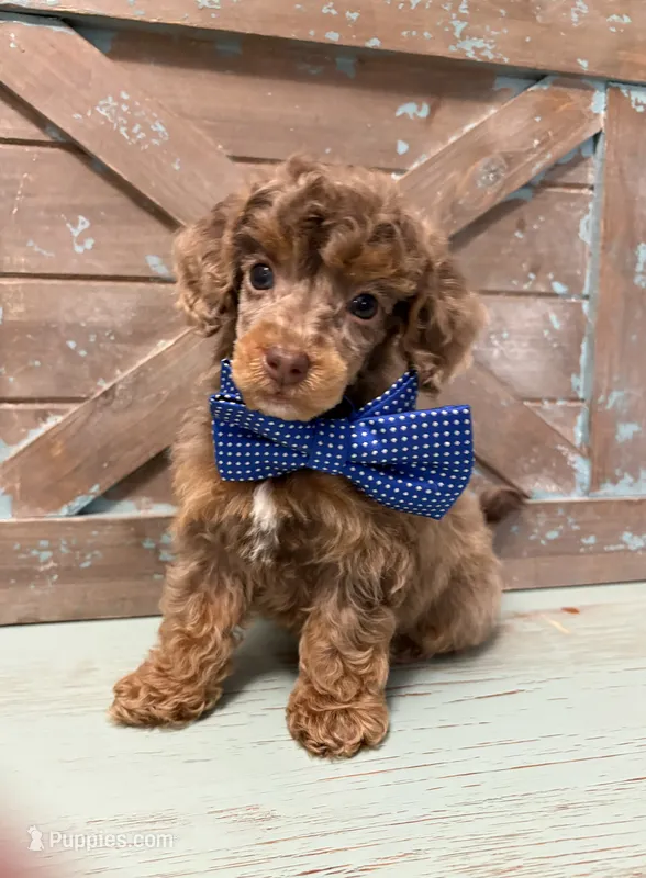 Blue collar Merle  – Poodle - Miniature  puppy for sale in Calico Rock, AR