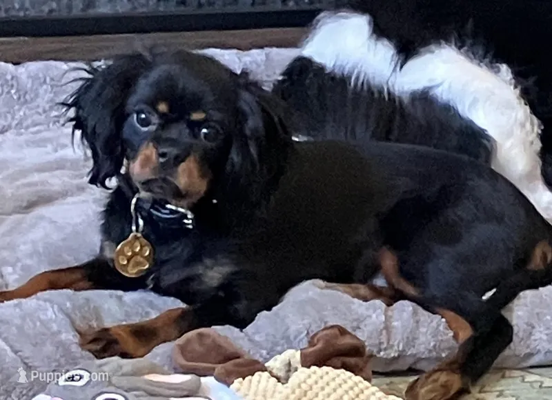 Fudge, a male Cavalier King Charles Spaniel for sale in Ashland, OH – 1 of 3
