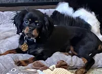 Fudge, a male Cavalier King Charles Spaniel for sale in Ashland, OH – 1 of 3