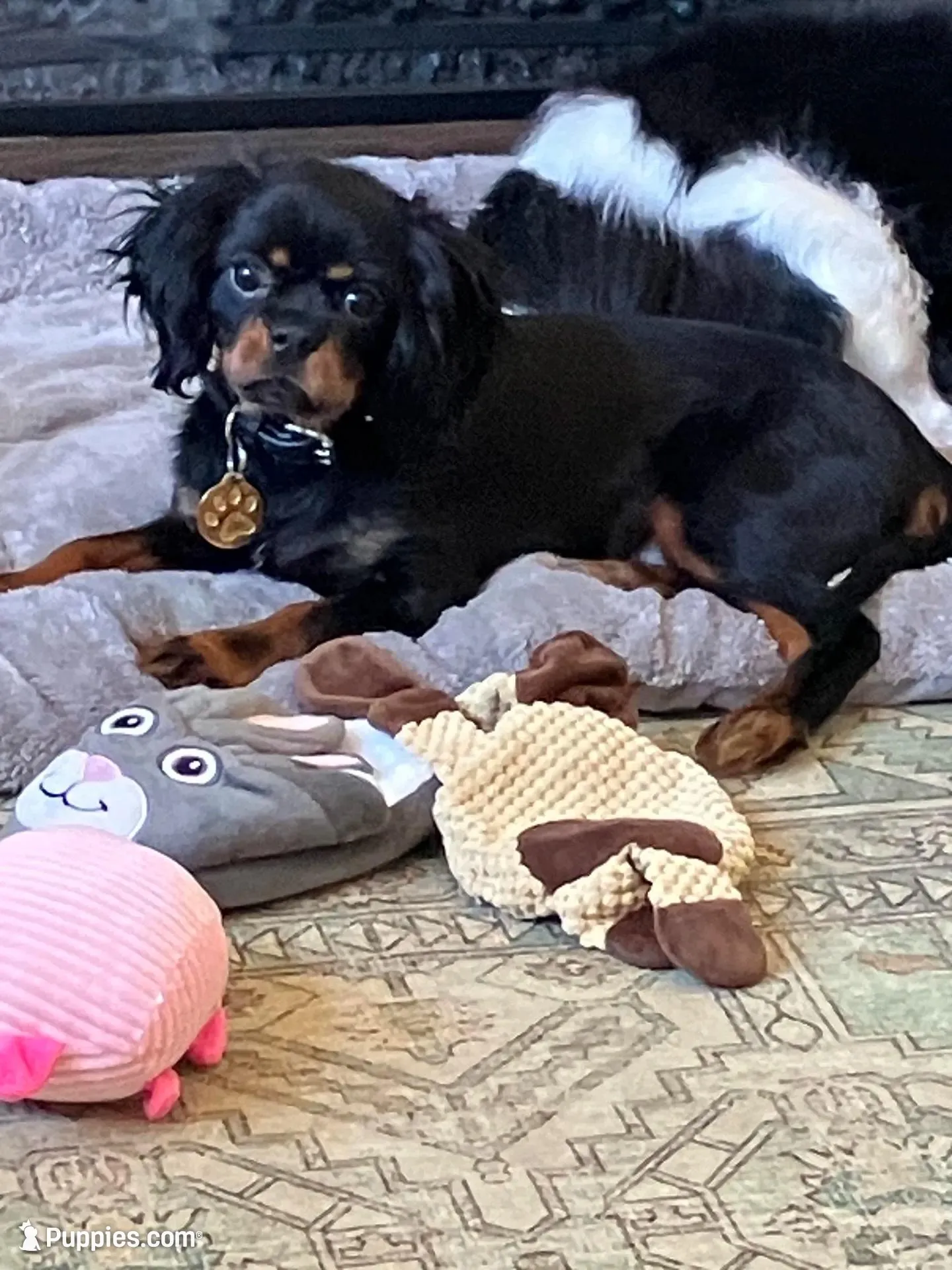 Fudge, a male Cavalier King Charles Spaniel for sale in Ashland, OH – 3 of 3