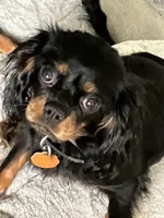 Fudge, a male Cavalier King Charles Spaniel for sale in Ashland, OH – 2 of 3