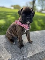 Alex, a male Boxer for sale in Fredericksburg, OH – 3 of 3