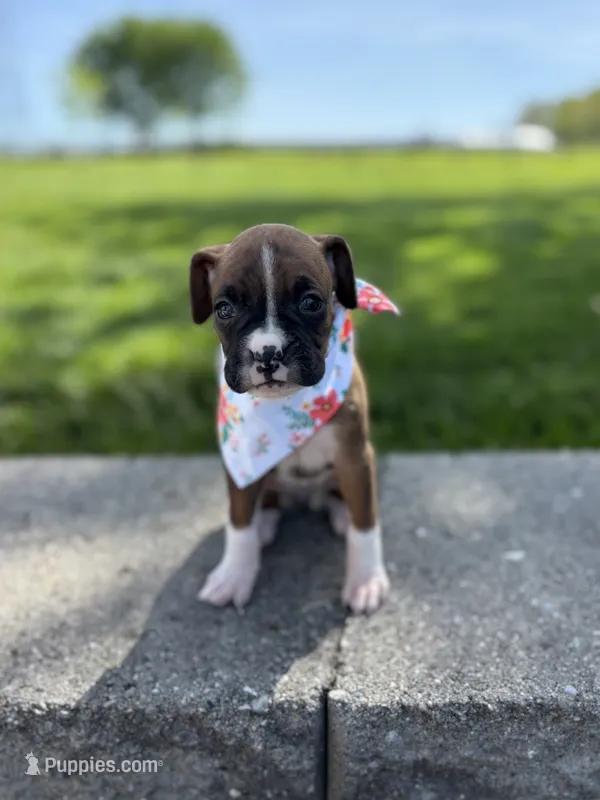 Amber – Boxer puppy for sale in Fredericksburg, OH