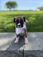 Amber, a female Boxer for sale in Fredericksburg, OH – 1 of 4